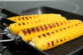 Cooking fresh corn cobs on grill pan Royalty Free Stock Photo