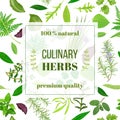 Cooking herbs seamless pattern set