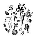 Cooking herbs and seasoning. Ink illustrations of various onion sliced, leek, parsley, thyme, bunch of basil. Drawings Royalty Free Stock Photo