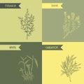 Cooking herbs and spices. Thyme, estragon, ginger, cardamom. Royalty Free Stock Photo