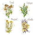 Cooking herbs and spices in watercolor style .Fennel, estragon, mustard, vanilla.