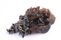 Cooking ingredient series black fungus. for adv etc. of restaurant,grocery,and others