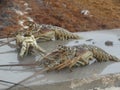 Cooking the lobster in Belize style