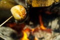 Cooking marshmallow on wooden stick over fire. Royalty Free Stock Photo