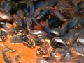 Cooking mussels with sauce Royalty Free Stock Photo