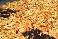 Cooking pasta with mussels Royalty Free Stock Photo