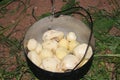 Cooking potatoes in a pot over an open fire. Black pot with potatoes.