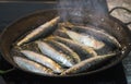 Sardine or pilchard in a frying pan Royalty Free Stock Photo