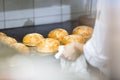 Cooking sesame buns and chef hands in the kitchen