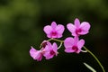 Cooktown Orchid Royalty Free Stock Photo