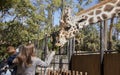 Feeding Giraffe at Naples Zoo