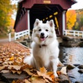 Cool American Eskimo Dog posing beside a historic covered bridge Royalty Free Stock Photo