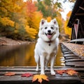 Cool American Eskimo Dog standing on a picturesque covered bridge Royalty Free Stock Photo