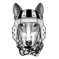 Bullterrier. Portrait of animal wearing rugby helmet Royalty Free Stock Photo