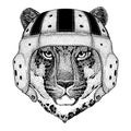 Leopard. Portrait of animal wearing rugby helmet