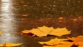 It rains in spring, yellow leaves fall