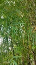 cool atmosphere under the shady bamboo trees during the day Royalty Free Stock Photo