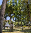cool atmosphere under the trees in the park/trees lined up in the park Royalty Free Stock Photo