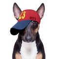 Cool baseball cap urban dog Royalty Free Stock Photo