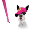 Cool baseball cap urban dog