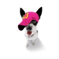 Cool baseball cap urban dog