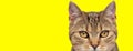 Cool beautiful cat on yellow background