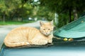 Cool beautiful lazy fat cat resting on the trunk of the car Royalty Free Stock Photo