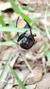 a cool bee hanging on a leaf Royalty Free Stock Photo