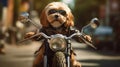 A cool biker dog takes the road by storm on