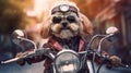 A cool biker dog takes the road by storm on