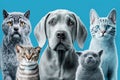 On a cool blue backdrop, there are amusing gray cats and cheerful looking dogs. AI
