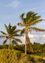 Cool Breeze Blowing Coconut Palms in Hawaii Royalty Free Stock Photo