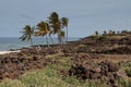 Cool Breeze Blowing Coconut Palms in Hawaii Royalty Free Stock Photo