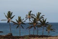 Cool Breeze Blowing Coconut Palms in Hawaii Royalty Free Stock Photo