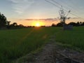 Sunset seeing over the rice fields. Cool breezes blow. Royalty Free Stock Photo