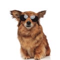 Cool brown furry dog with sunglasses sitting