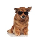 Cool brown dog wearing sunglasses looks down to side