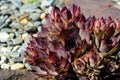 Cool brown sempervivum tectorum plant in summer sunshine