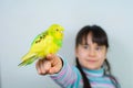 Cool budgie. A cute yellow budgerigar is sitting on the hand of a girl with long hair. Tamed Pet