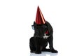 Cool cane corso dog wearing sunglasses, birthday hat Royalty Free Stock Photo