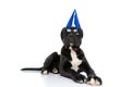 Cool cane corso puppy wearing birthday hat and sunglasses Royalty Free Stock Photo