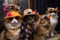 cool and casual feline fashion show with models showcasing cat-sized hats and sunglasses