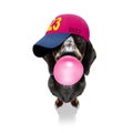 cool baseball cap urban dog Royalty Free Stock Photo