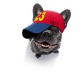 Cool baseball cap urban dog Royalty Free Stock Photo