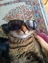 Cool cat