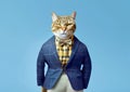 Cool cat posing in front of a blue background.