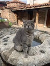 Cool cat sitting on a rock Royalty Free Stock Photo