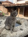 Cool cat sitting on a rock Royalty Free Stock Photo