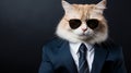 Cool cat in stylish shades and dapper suit with tie, isolated on blue background for text placement