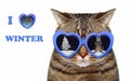Cat in sunglasses with a winter reflection 2 Royalty Free Stock Photo